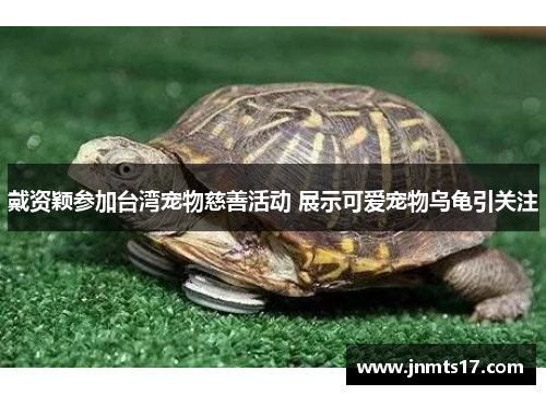 戴资颖参加台湾宠物慈善活动 展示可爱宠物乌龟引关注